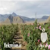 نهال گل محمدی کاشان در گروه خرید و فروش نهال گل محمدی در یکمیوه