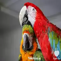 خرید پخش تخم نطفه دار طوطی در تهران در گروه انواع تخم ها در یکمیوه