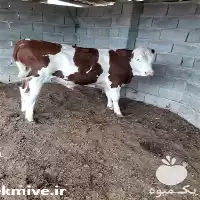 فروش گوساله نر در گلستان در گروه گاو و گوسفند و میش و بز کهره گوساله در یکمیوه