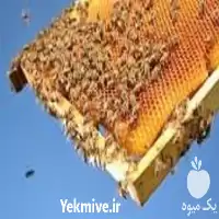 آموزش پرورش زنبورعسل صفر تا صد در تهران در گروه دوره آموزش کشاورزی در یکمیوه