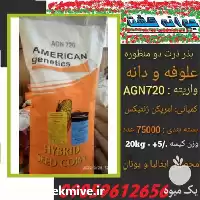 خرید ذرت مرغوب آمریکن ژنتیک در گروه خرید و فروش بذر ذرت در یکمیوه