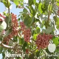 خرید و ارائه نهال پسته هیبریدی در اصفهان در گروه خرید و فروش نهال پسته در یکمیوه