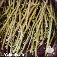 فروش پیوندک اکبرآقایی در اصفهان در گروه خرید و فروش نهالستان در یکمیوه