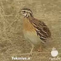 آگهی مشابه بلدرچین مولد تخم گذار در شرکت در مازندران در گروه مرغ و خروس و بوقلمون و اردک قو قاز در یکمیوه