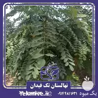 خرید و قیمت نهال اقاقیا در گروه خرید و فروش نهال در یکمیوه