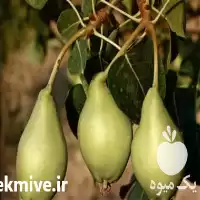 قیمت خرید نهالستان گلابی در گروه خرید و فروش نهالستان در یکمیوه