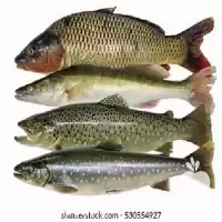 تا صد دوره آموزشی پرورش ماهی در گروه دوره آموزش کشاورزی در یکمیوه