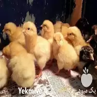 قیمت خرید جوجه محلی دورگه در تهران در گروه مرغ و خروس و بوقلمون و اردک قو قاز در یکمیوه