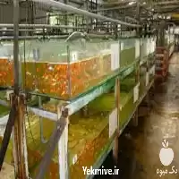 آموزش پرورش ماهی زینتی گونه اصلی در تهران در گروه دوره آموزش کشاورزی در یکمیوه
