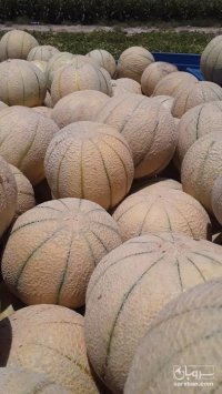 فروش طالبی به صورت عمده در گروه خرید و فروش طالبی در یکمیوه