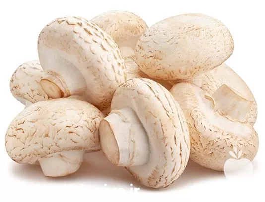 آموزش پرورش قارچ دکمه ای در گروه دوره آموزش کشاورزی در یکمیوه -عکس1