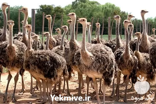 آموزش پرورش شتر مرغ تخصصی در گروه دوره آموزش کشاورزی در یکمیوه -عکس1