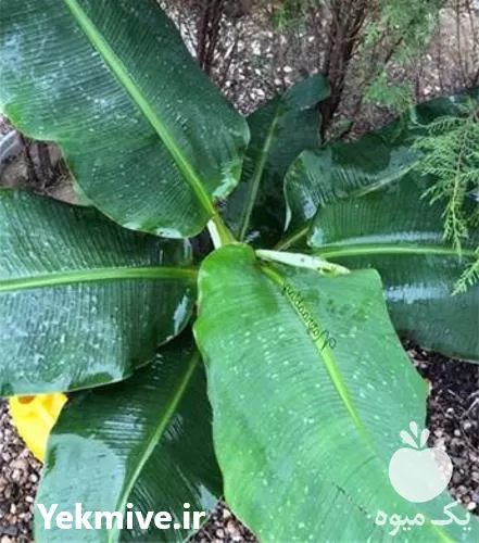 عرضه و فروش نهال موز در تهران در گروه خرید و فروش نهال موز در یکمیوه -عکس1