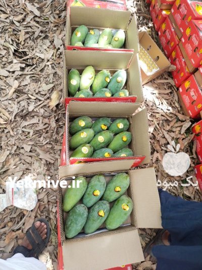 صادرات انبه از پاکستان در گروه خرید و فروش انبه در یکمیوه -عکس1