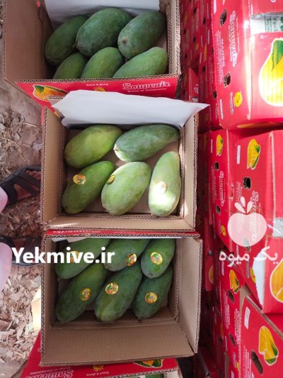 صادرات انبه از پاکستان در گروه خرید و فروش انبه در یکمیوه -عکس3