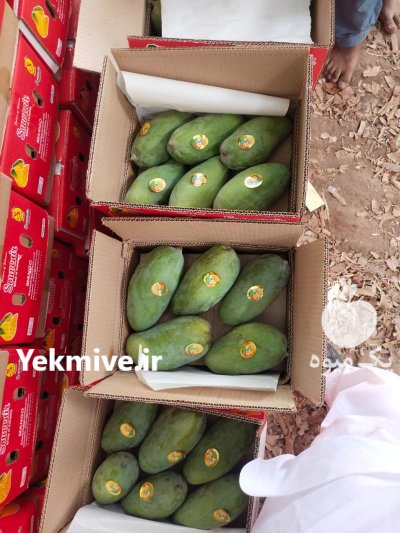 صادرات انبه ب کشور ایران در تهران در گروه خرید و فروش انبه در یکمیوه -عکس2