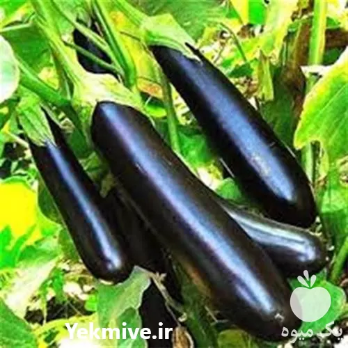 بذر بادمجان چاه بلند عنبری قیمت بذر در ایلام در گروه خرید و فروش بذر بادمجان در یکمیوه -عکس1