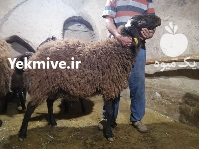 فروش قوچ هترو در گروه گاو و گوسفند و میش و بز کهره گوساله در یکمیوه -عکس1