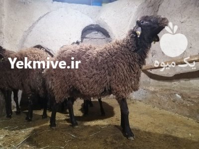فروش قوچ هترو در گروه گاو و گوسفند و میش و بز کهره گوساله در یکمیوه -عکس2