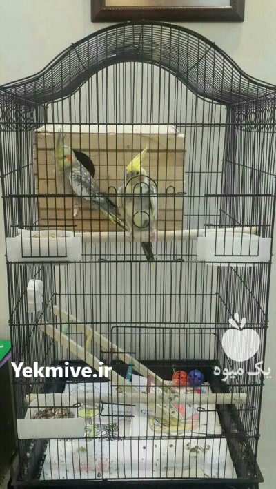 عروس هلندی در تهران در گروه خرید و فروش انواع پرنده در یکمیوه -عکس1