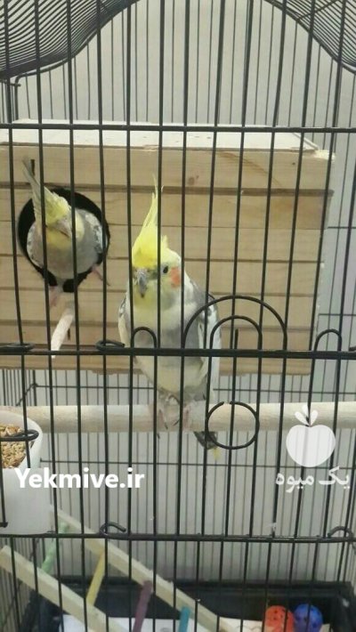 عروس هلندی در تهران در گروه خرید و فروش انواع پرنده در یکمیوه -عکس2