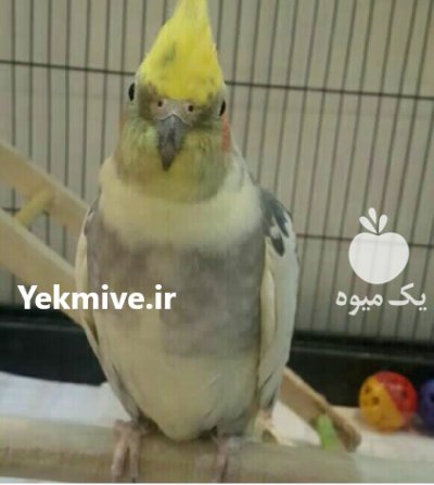 عروس هلندی در تهران در گروه خرید و فروش انواع پرنده در یکمیوه -عکس3