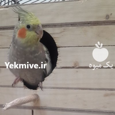 عروس هلندی در تهران در گروه خرید و فروش انواع پرنده در یکمیوه -عکس4