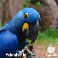 قیمت خرید تخم ماکائو نطفه دار در گروه انواع تخم ها در یکمیوه