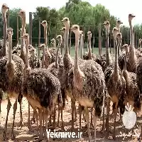 آموزش پرورش شتر مرغ تخصصی در گروه دوره آموزش کشاورزی در یکمیوه