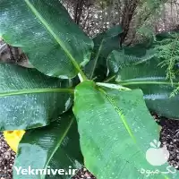 عرضه و فروش نهال موز در تهران در گروه خرید و فروش نهال موز در یکمیوه