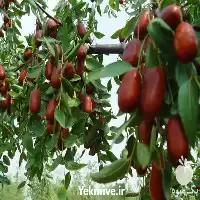 فروش درخت عناب خرمایی در تهران در گروه خرید و فروش نهال عناب در یکمیوه