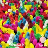 قیمت خرید جوجه خروسک در تهران در گروه مرغ و خروس و بوقلمون و اردک قو قاز در یکمیوه
