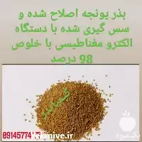 فروش بذر یونجه و قره یونجه در گروه خرید و فروش بذر یونجه در یکمیوه