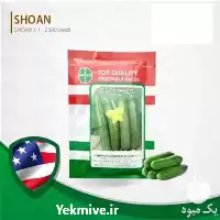 خرید بهترین بذر خیار زمینی شوان در گروه خرید و فروش بذر خیار در یکمیوه