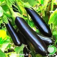 بذر بادمجان چاه بلند عنبری قیمت بذر در ایلام در گروه خرید و فروش بذر بادمجان در یکمیوه
