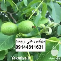 فروش گردو چندلر در گروه خرید و فروش نهال گردو در یکمیوه