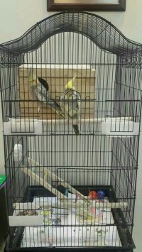 عروس هلندی در تهران در گروه خرید و فروش انواع پرنده در یکمیوه