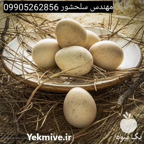 قیمت خرید تخم کبک خوراکی در اصفهان در گروه انواع تخم ها در یکمیوه -عکس1