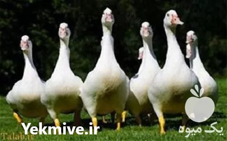 دوره آموزش پرورش غاز در گروه دوره آموزش کشاورزی در یکمیوه -عکس1