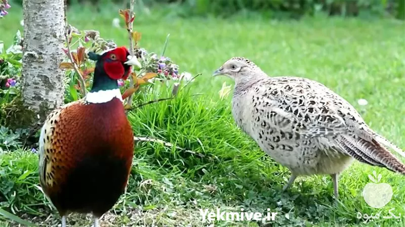 آموزشی پرورش قرقاول صفر تا صد در گروه دوره آموزش کشاورزی در یکمیوه -عکس1