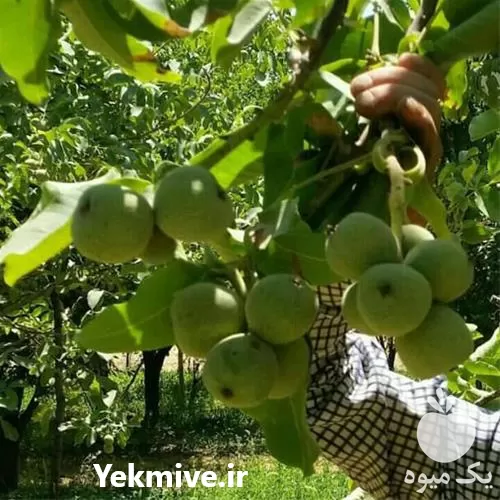 نهال گردو کانادایی در تهران در گروه خرید و فروش نهال گردو در یکمیوه -عکس1