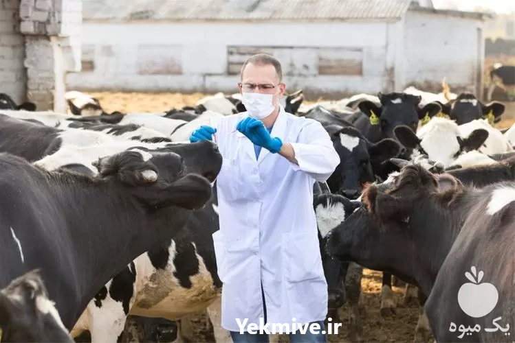 کلینیک دامپزشکی شبانه روزی در گروه خدمات دام و طیور در یکمیوه -عکس1