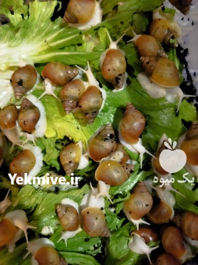 حلزون آلبینو گوشت سفید در تهران در گروه انواع محصولات شیلات در یکمیوه -عکس1