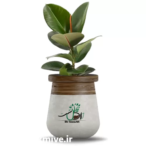 قیمت خرید عمده گل فیکوس در ارومیه در گروه خرید و فروش گیاهان زینتی در یکمیوه -عکس1