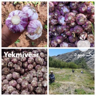 سیر قرمز بشاگرد در گروه خرید و فروش سیر در یکمیوه -عکس1