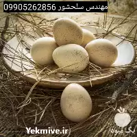 قیمت خرید تخم کبک خوراکی در اصفهان در گروه انواع تخم ها در یکمیوه