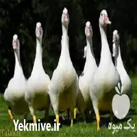 دوره آموزش پرورش غاز در گروه دوره آموزش کشاورزی در یکمیوه