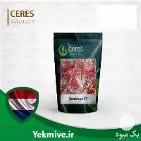 پربارترین بذر گوجه چری گیلاسی گلخانه در مازندران در گروه خرید و فروش بذر گوجه در یکمیوه