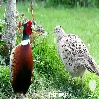 آموزشی پرورش قرقاول صفر تا صد در گروه دوره آموزش کشاورزی در یکمیوه