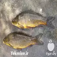 صفر تا صد پرورش ماهی کپور در گروه دوره آموزش کشاورزی در یکمیوه